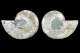 Cut & Polished Ammonite Fossil - Crystal Chambers #103084-1